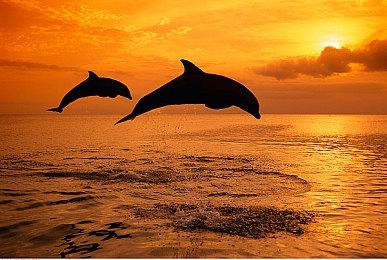 《怪物猎人：荒野》德田致信玩家 承诺将持续优化性能